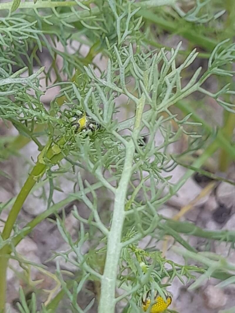 Matricaria aurea leaf