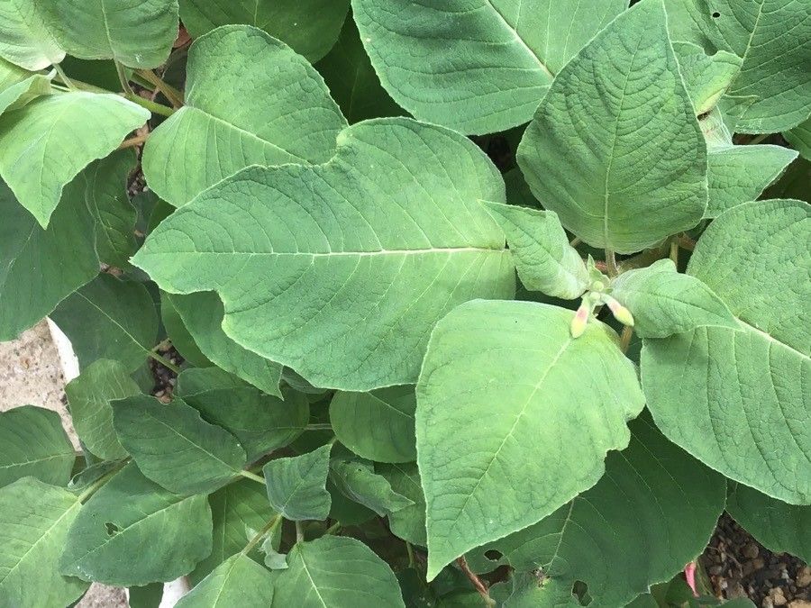 Fuchsia fulgens — search result for 'Fuchsia'