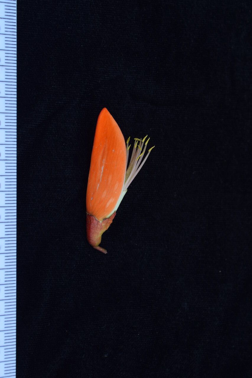 Erythrina arborescens fruit