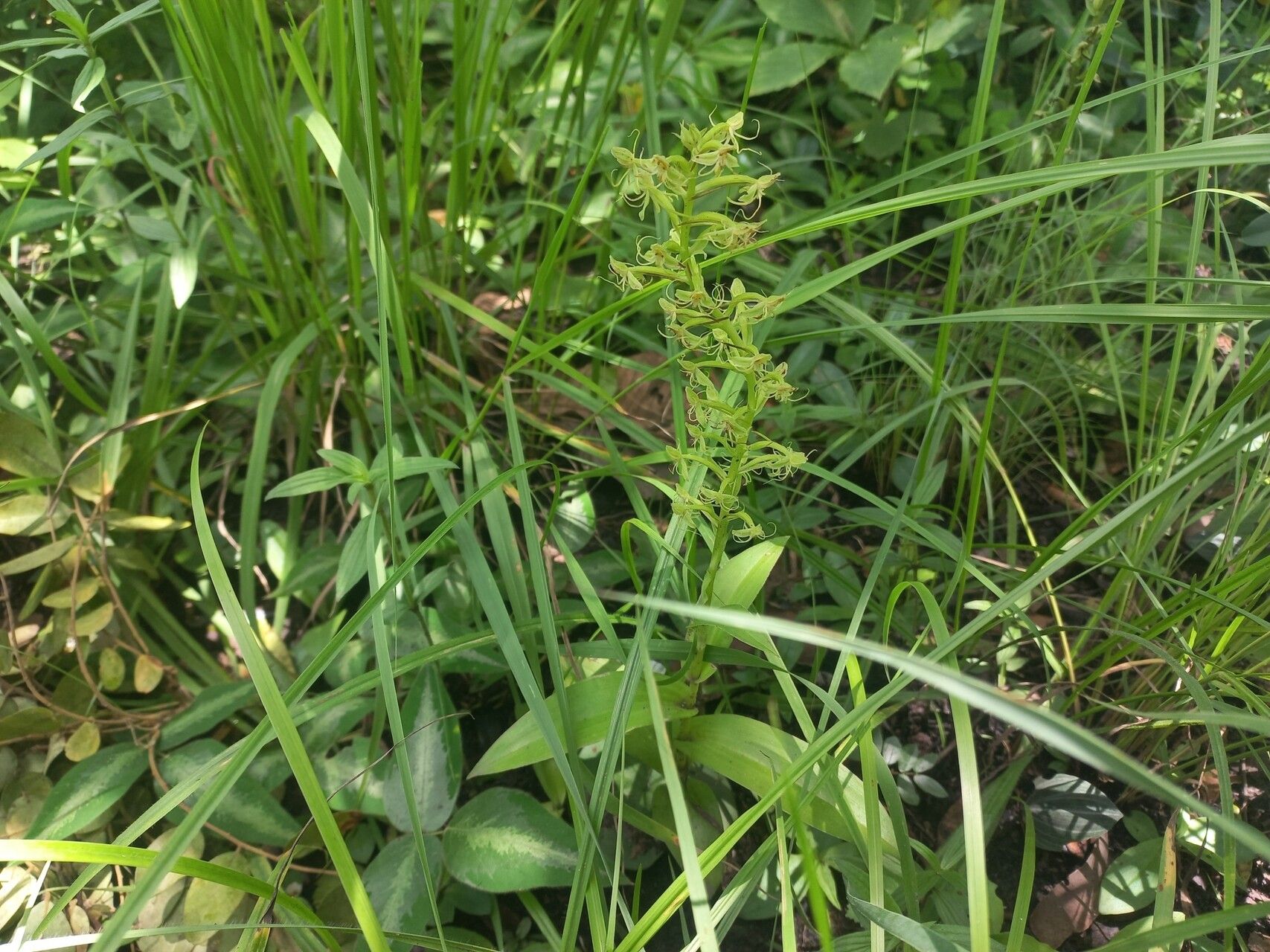 Habenaria uhehensis habit