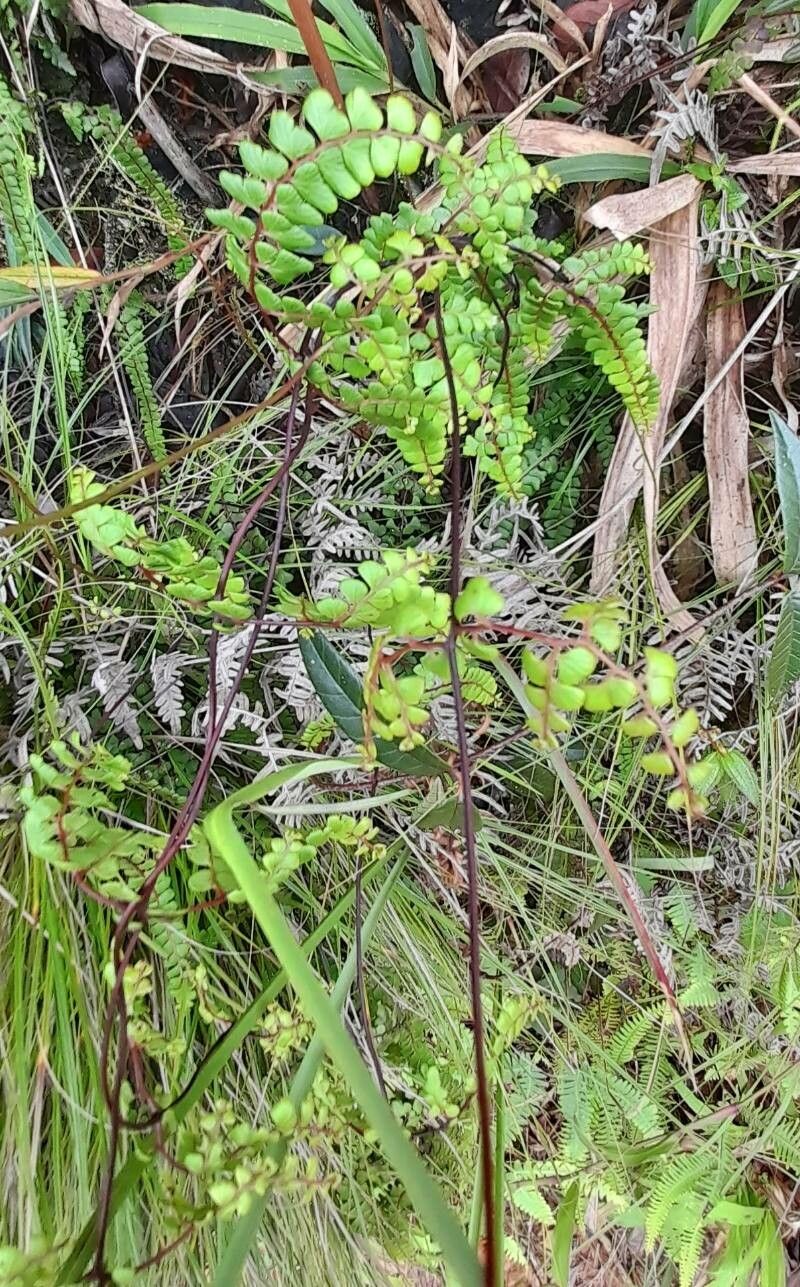 Odontosoria scandens habit