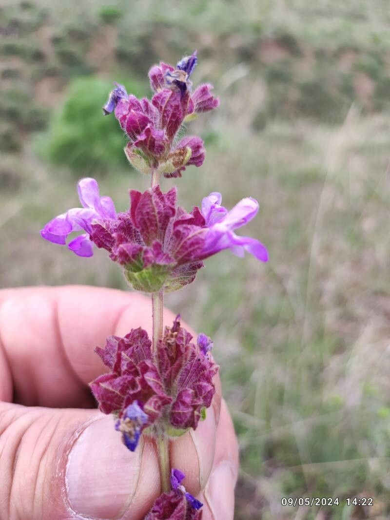 Salvia pinnata — houseplant care guide