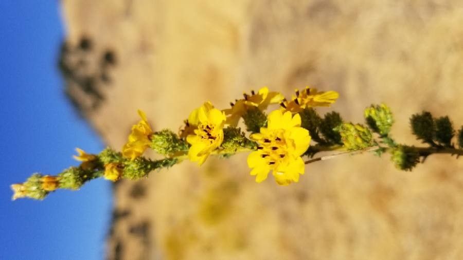 Holocarpha virgata flower