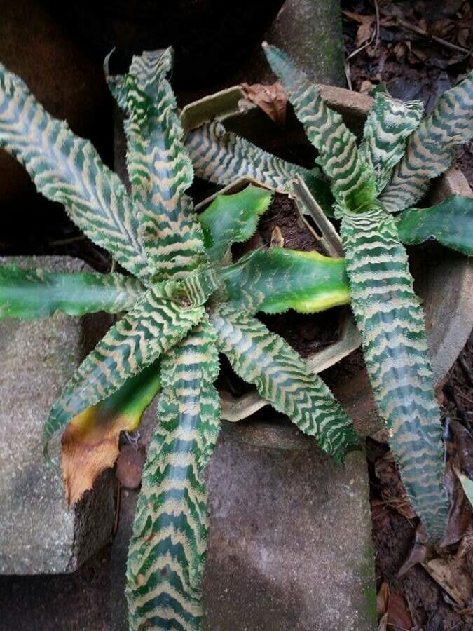 Cryptanthus zonatus