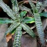 Cryptanthus zonatus
