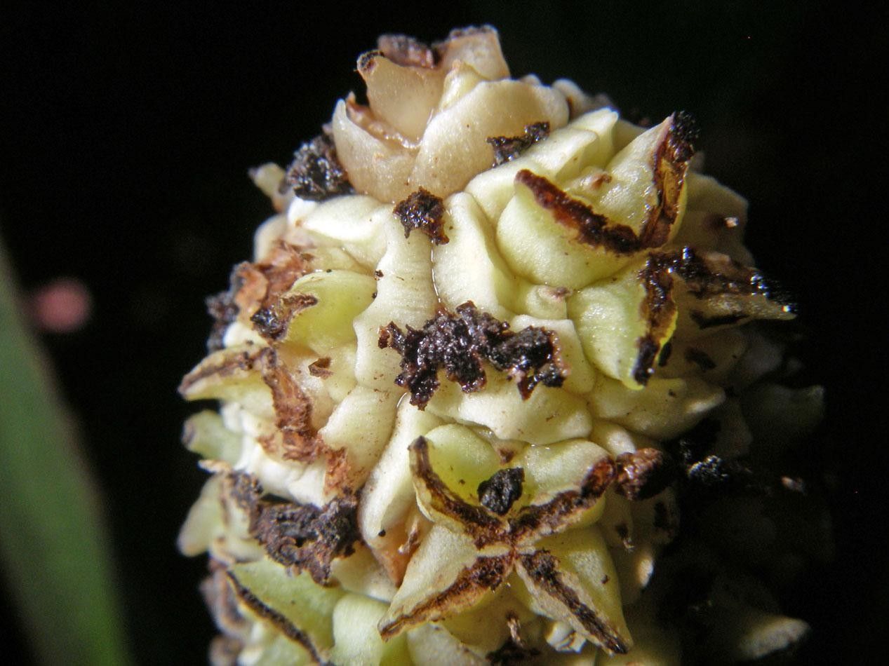 Asplundia uncinata fruit