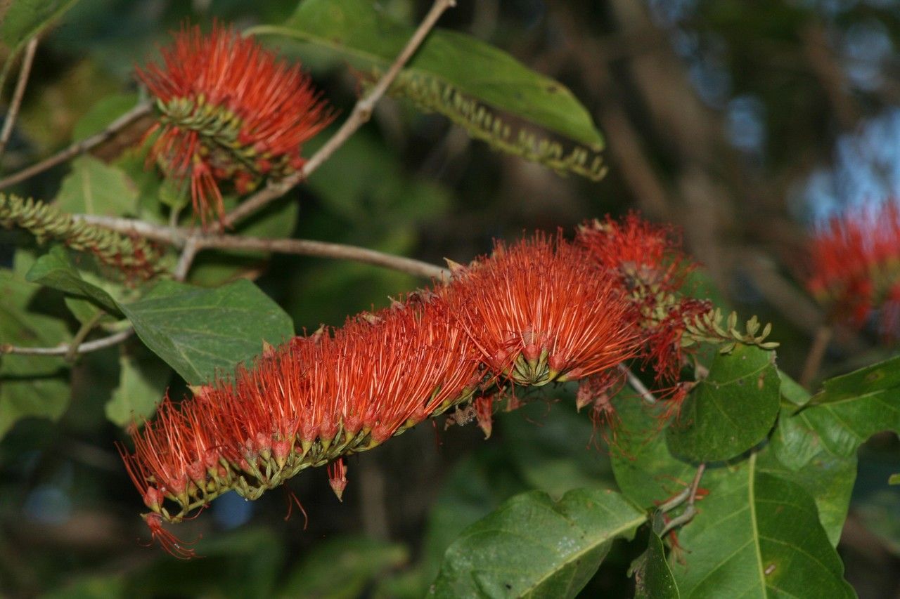 Combretum farinosum fruit