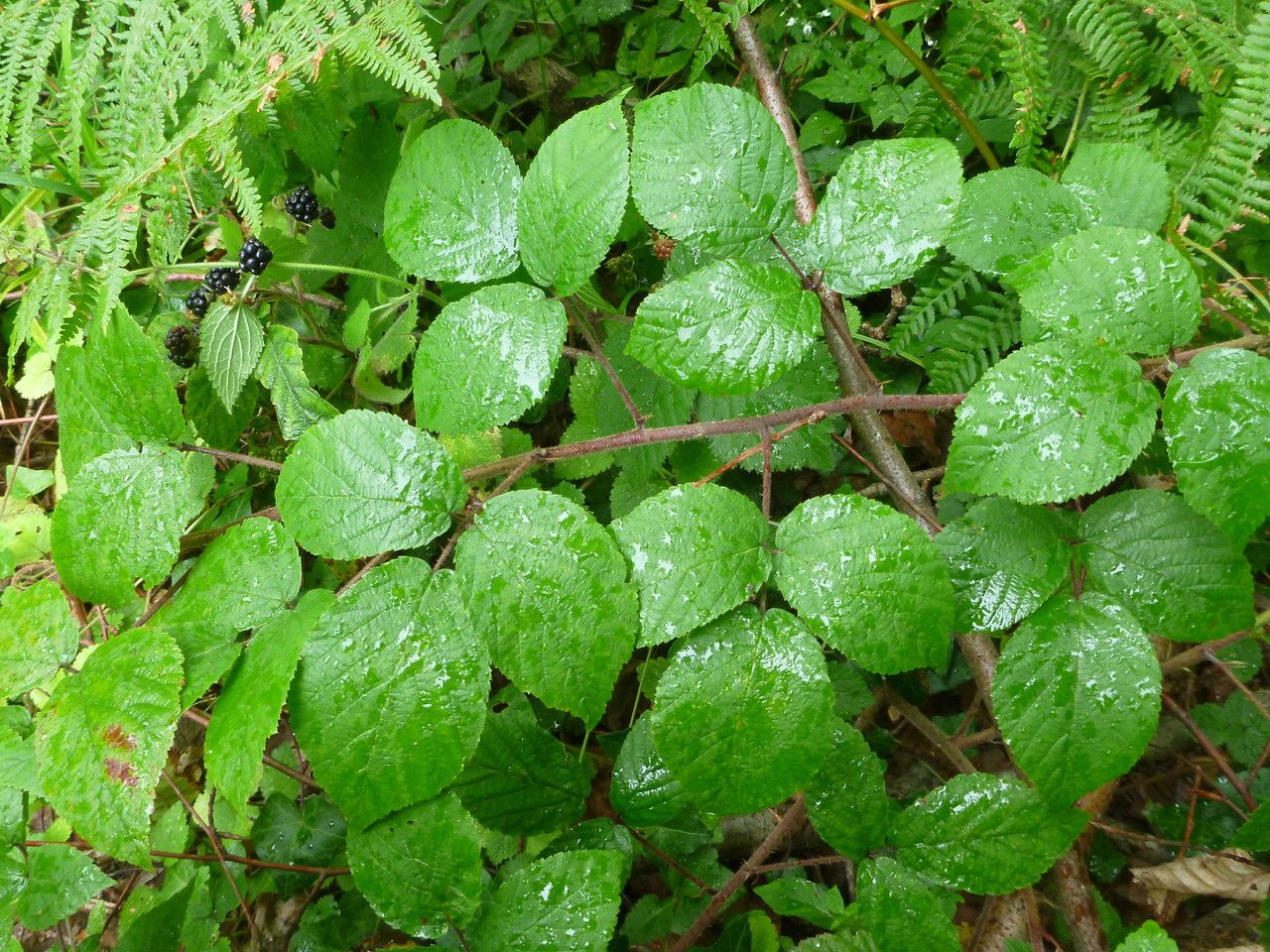 Rubus flexuosus leaf