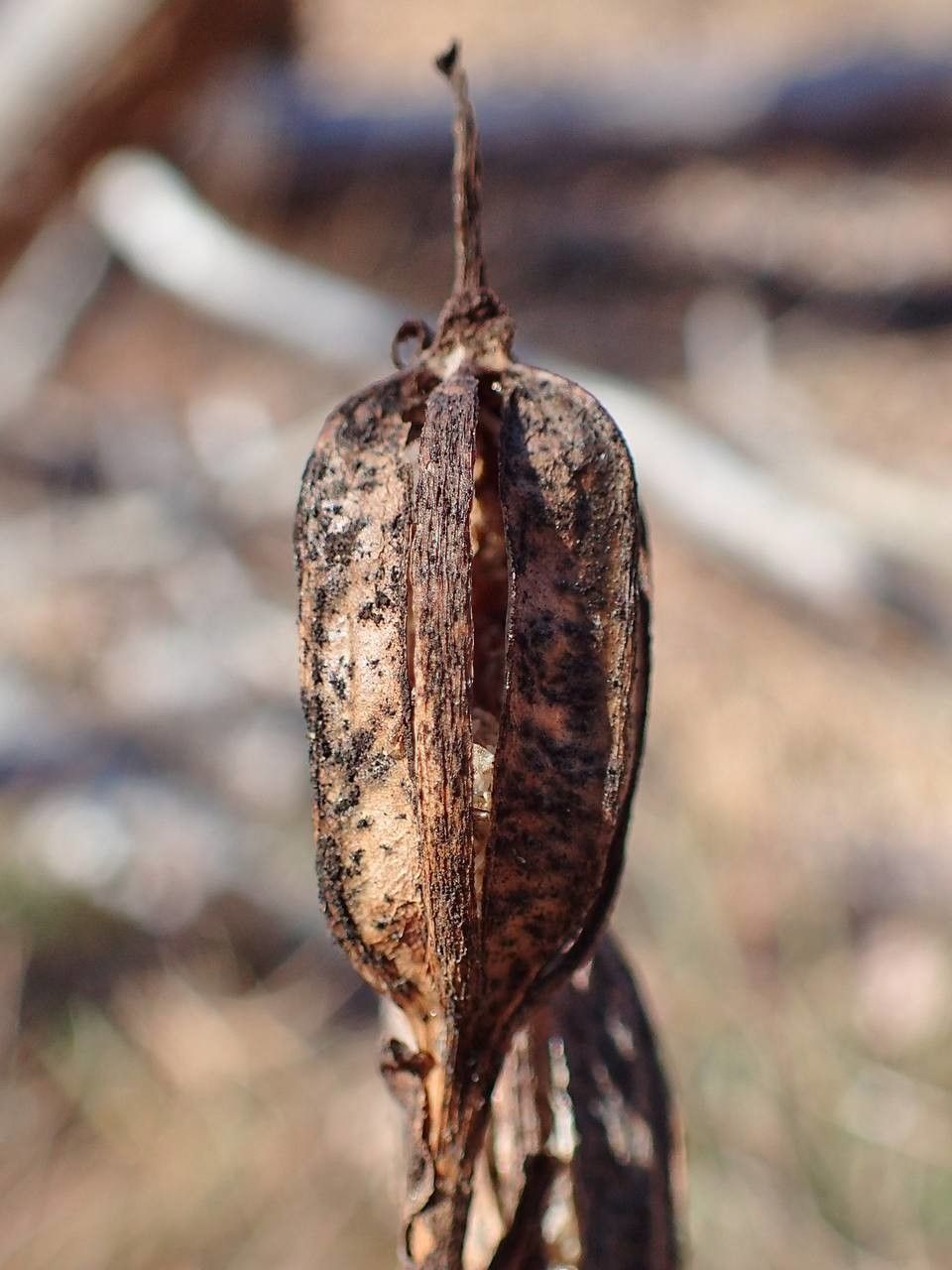 Cephalanthera damasonium fruit