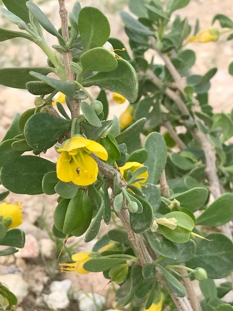 Zygophyllum atriplicoides flower