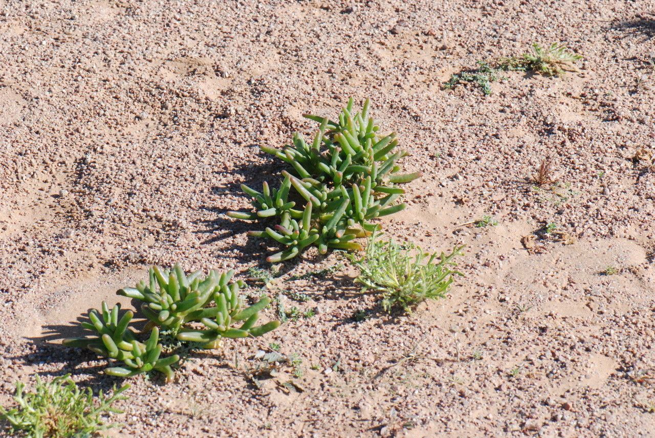 Mesembryanthemum cryptanthum bark