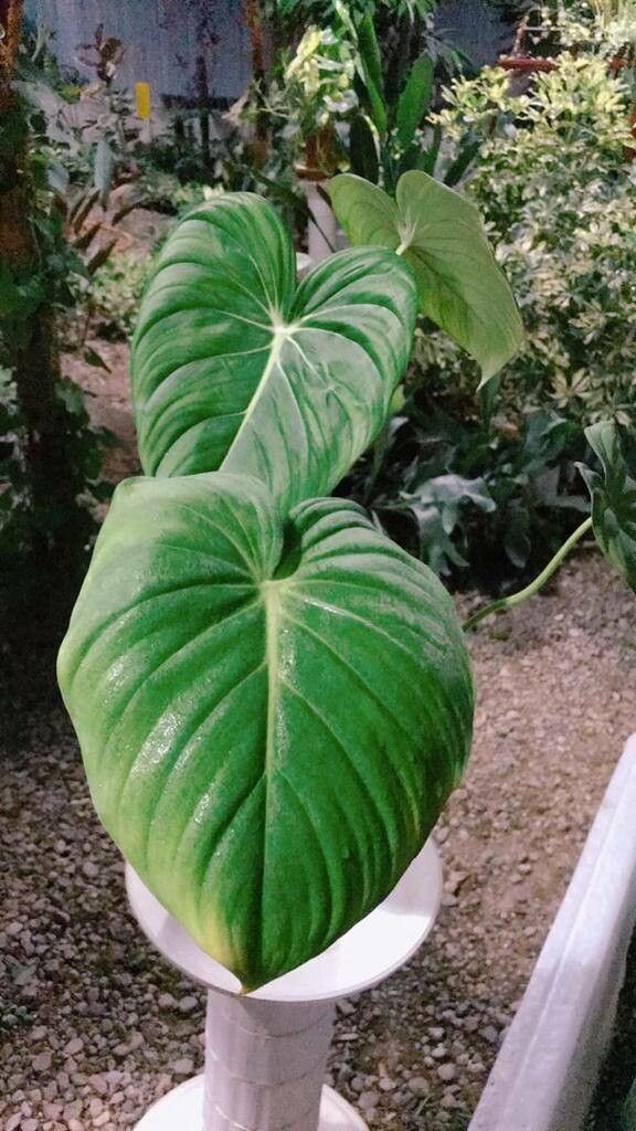 Philodendron pastazanum