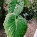 Philodendron pastazanum