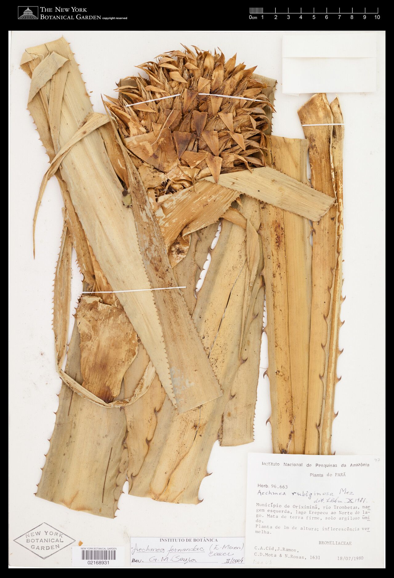 Aechmea fernandae fruit