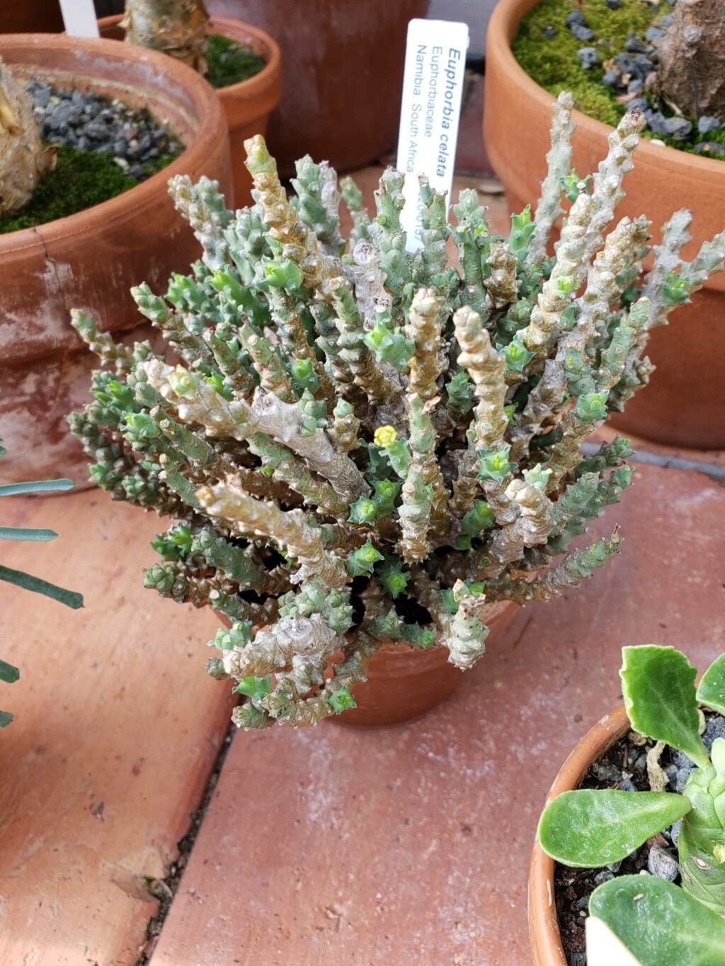 Euphorbia celata habit