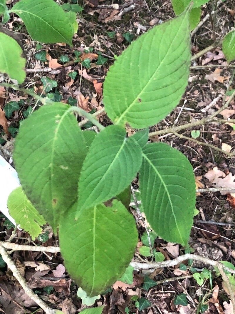 Strobilanthes glutinosus — search result for 'Strobilanthes'