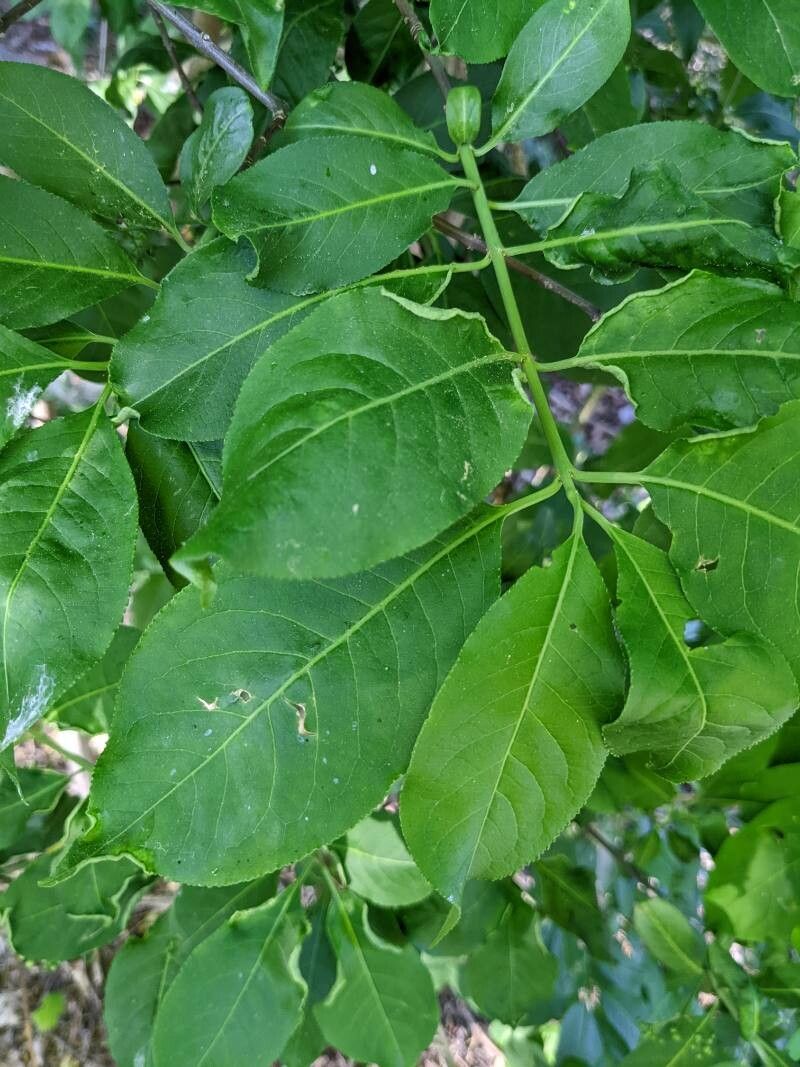 Euonymus atropurpureus