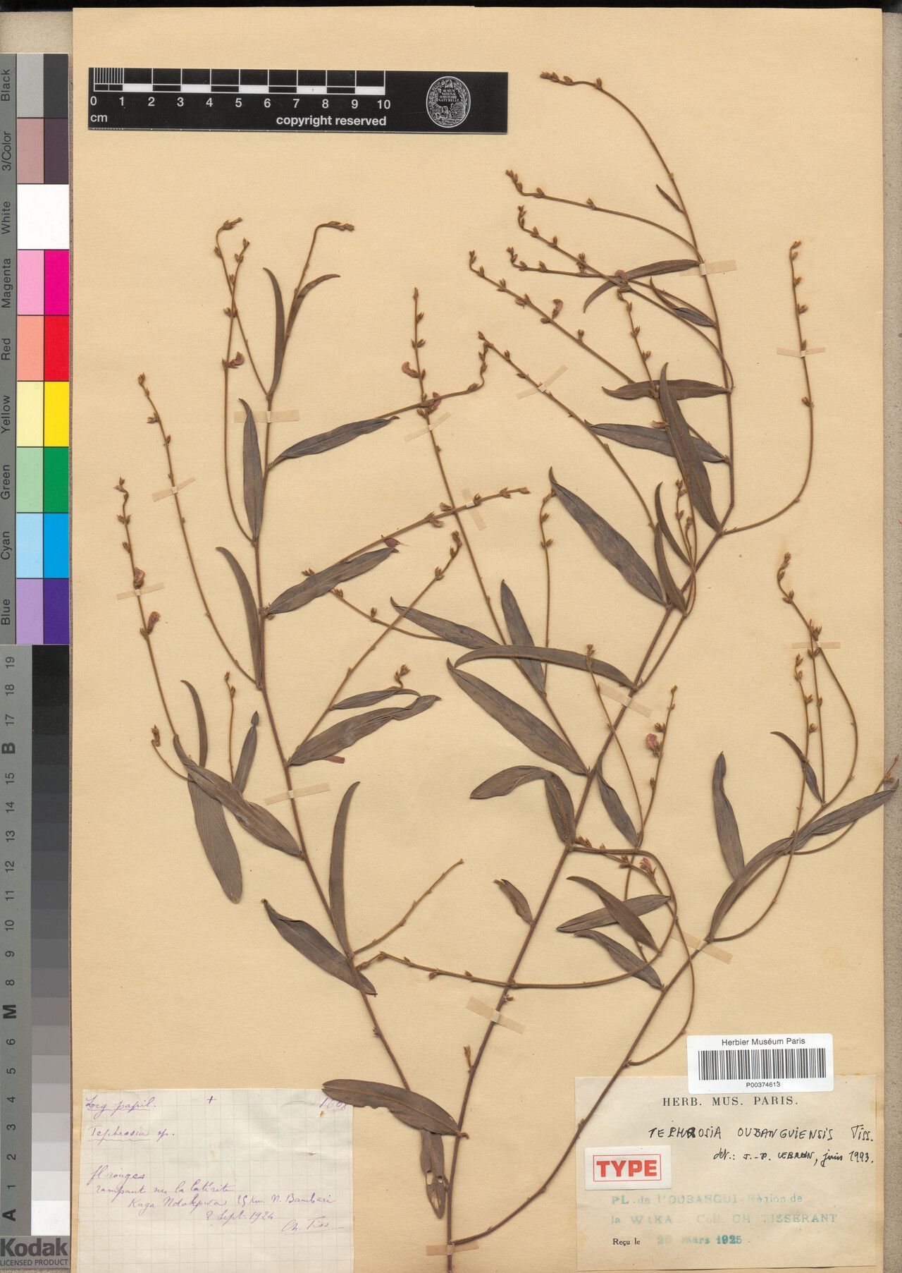 Tephrosia oubanguiensis — search result for 'Tephrosia'