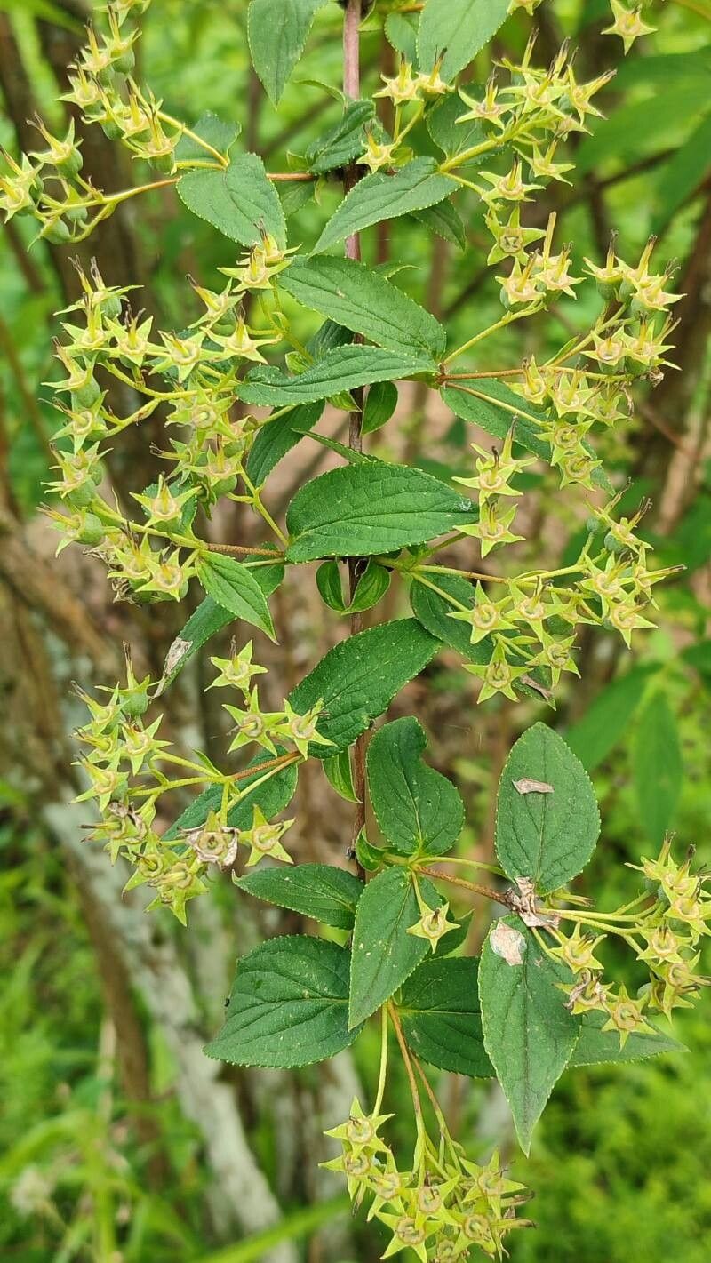 Deutzia longifolia fruit