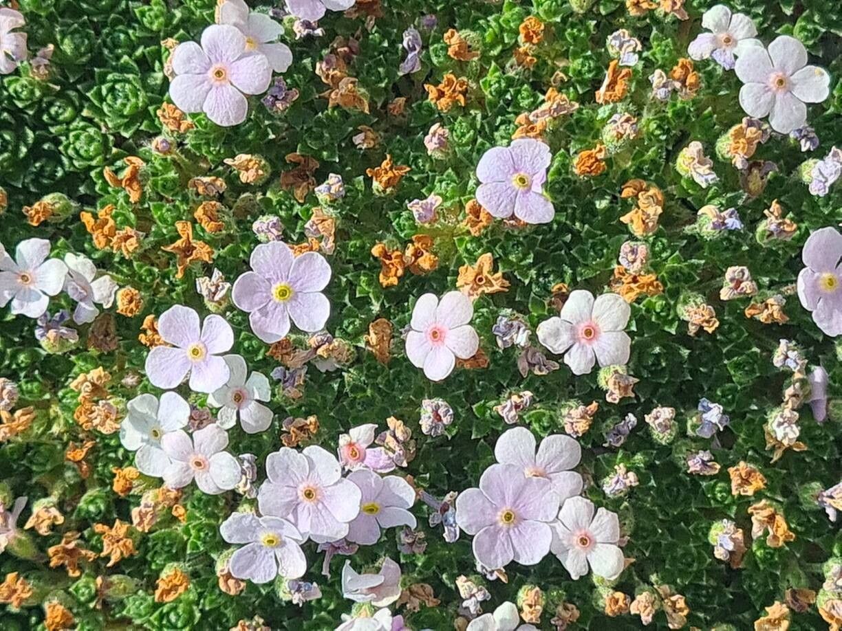 Androsace globifera flower