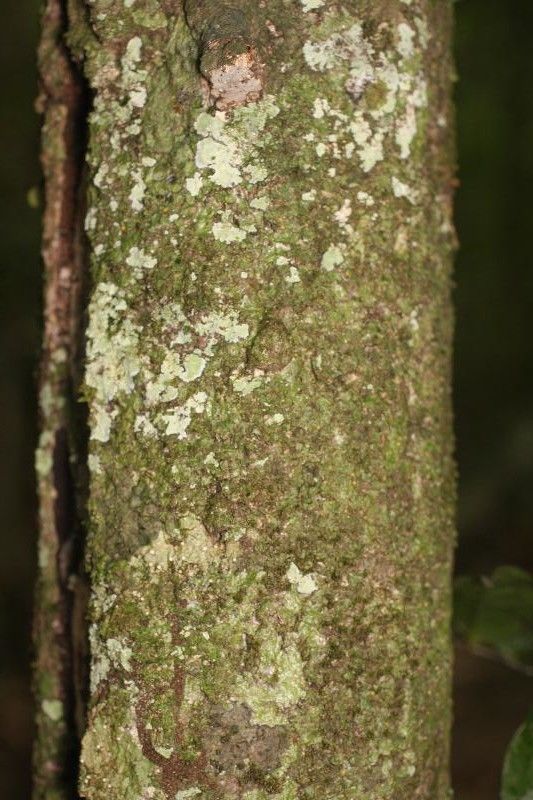 Duguetia calycina bark