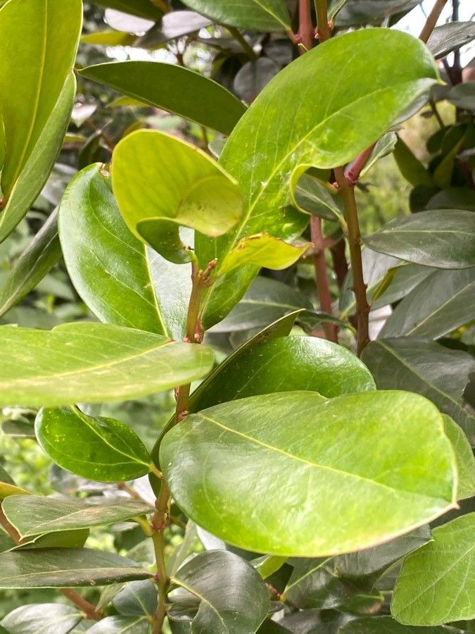 Acokanthera schimperi — related species from the same genus