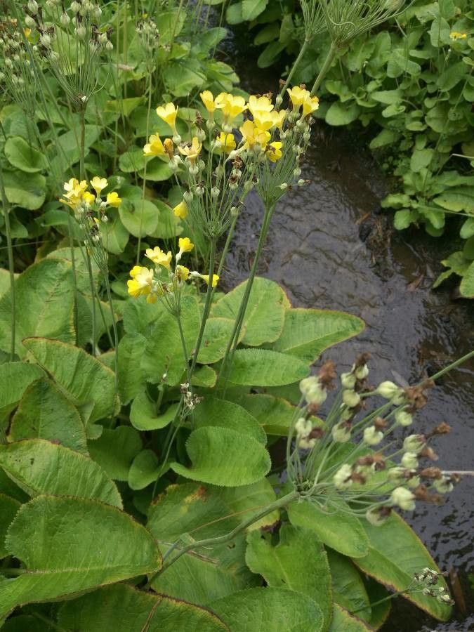Primula florindae — search result for 'Primula'