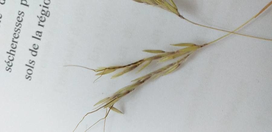 Bromus squarrosus leaf