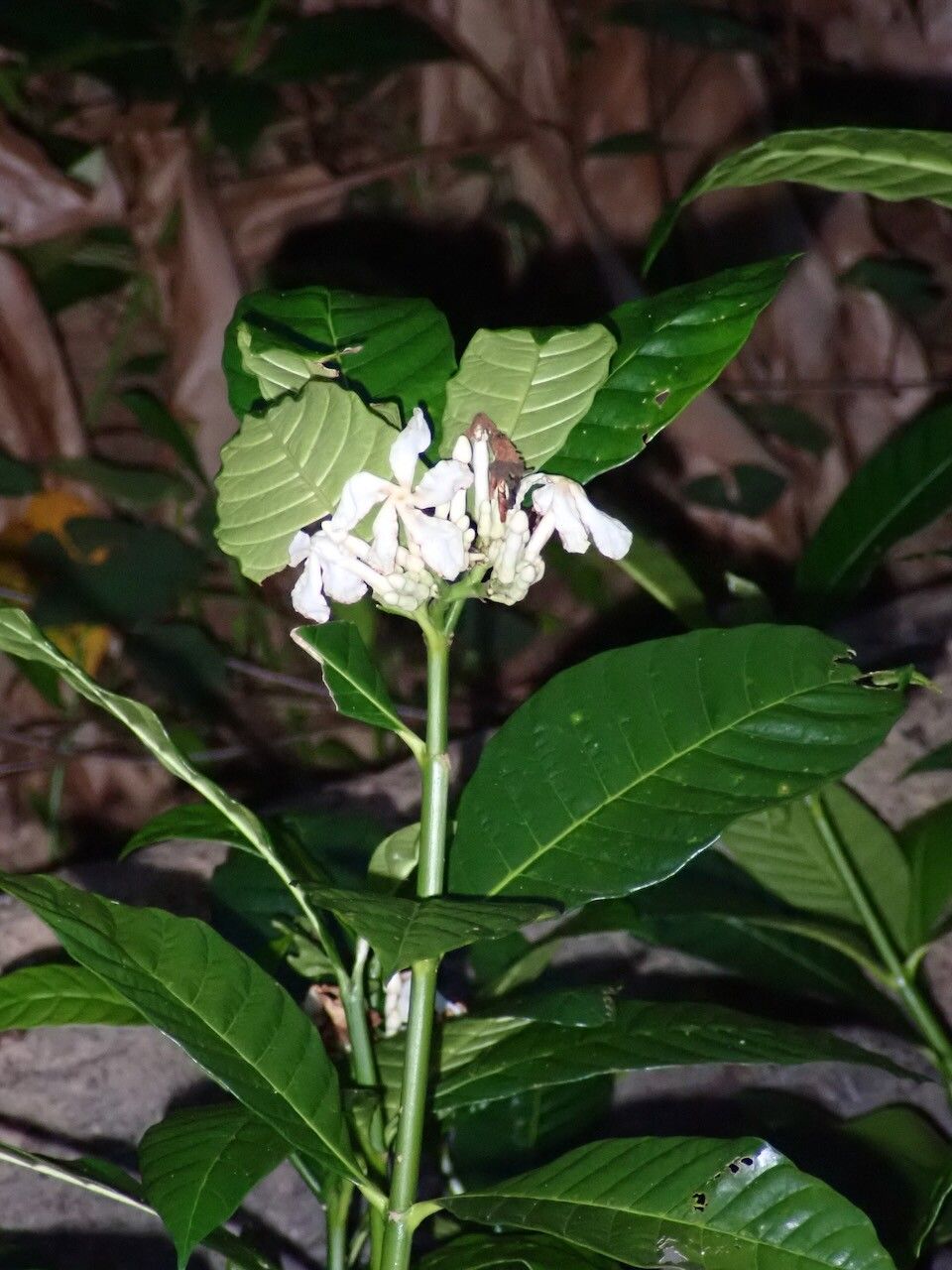 Tabernaemontana siphilitica habit
