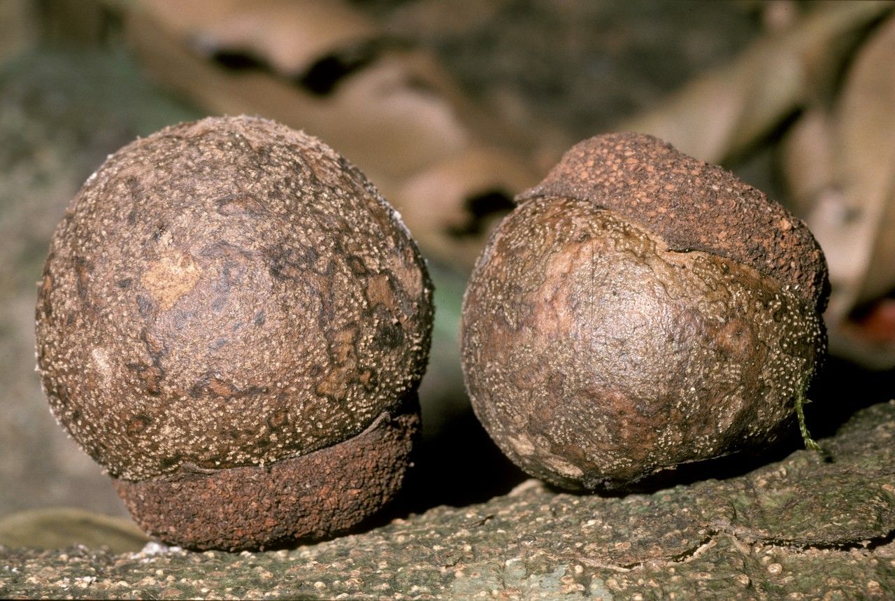 Diospyros bourdillonii fruit