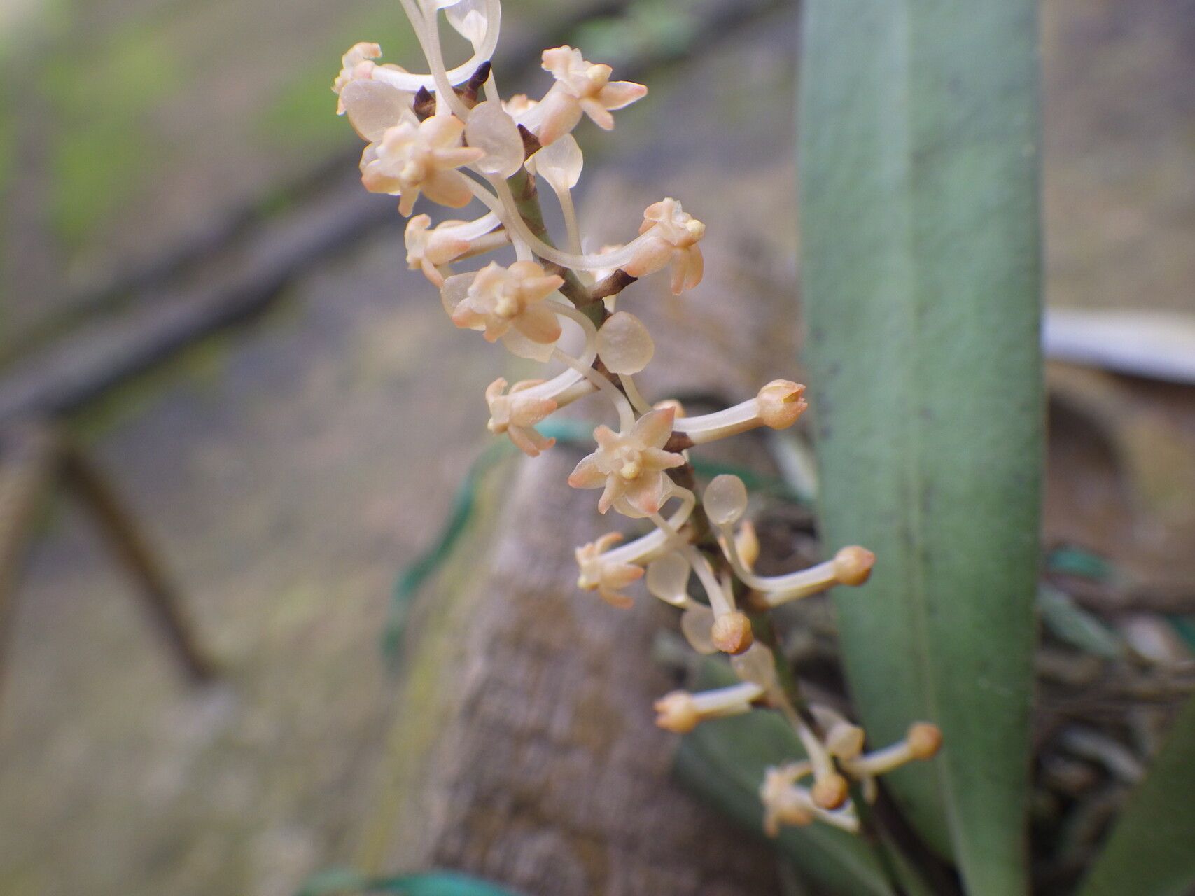 Diaphananthe lecomtei flower
