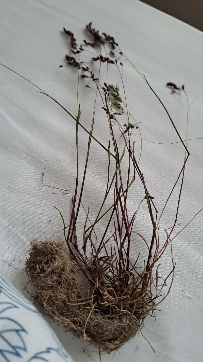 Poa minor — search result for 'Poa'