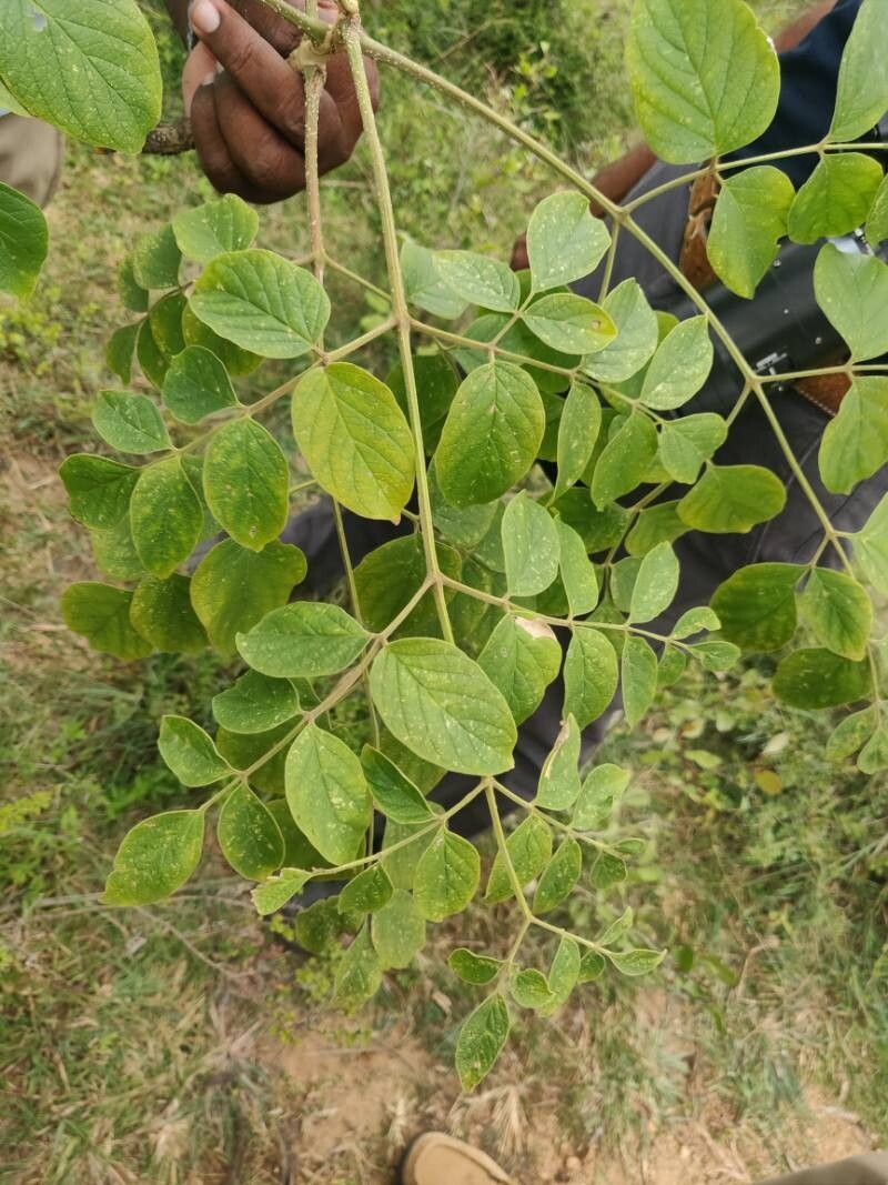 Stereospermum chelonoides — related species from the same genus