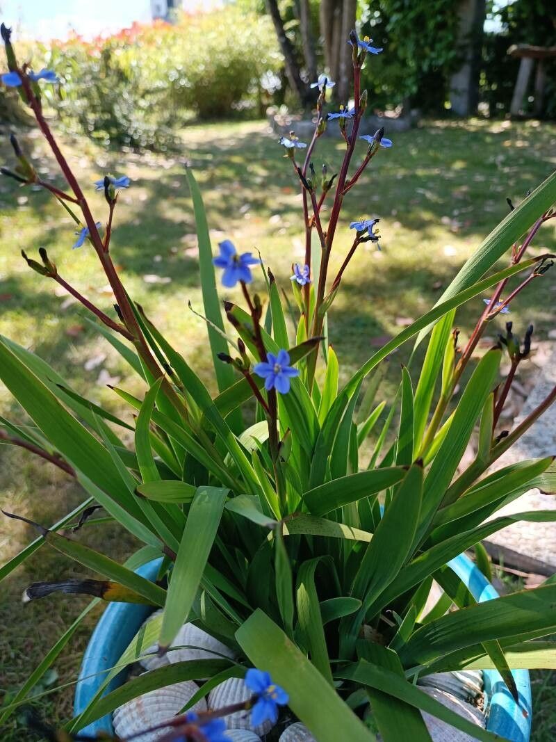 Aristea ensifolia flower