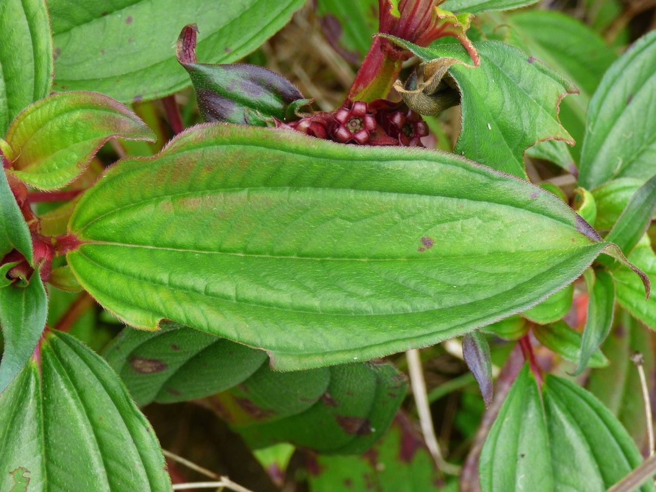 Tristemma mauritianum leaf