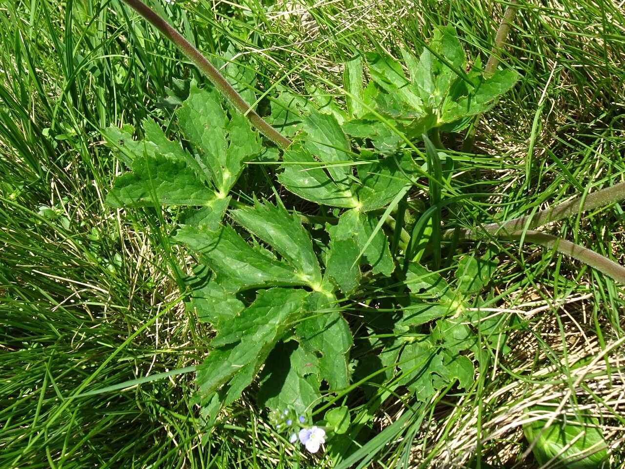 Ranunculus aconitifolius