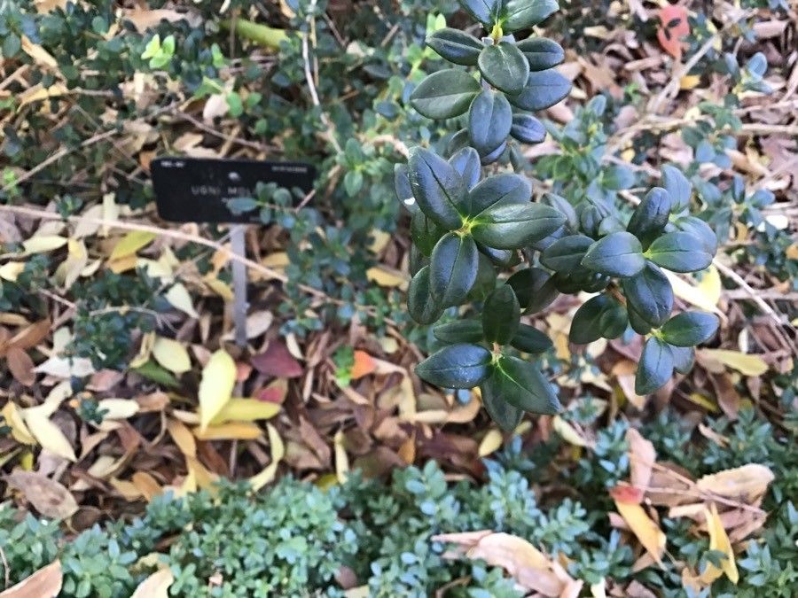 Ugni molinae — search result for 'Chile'