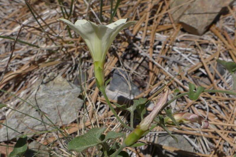 Calystegia occidentalis habit