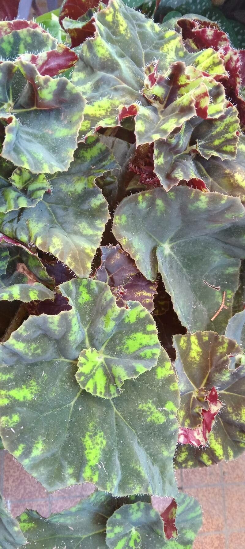 Begonia bowerae habit