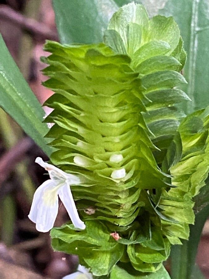 Lepidagathis nemoralis flower