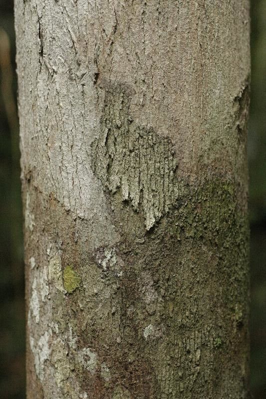 Mouriri nervosa bark