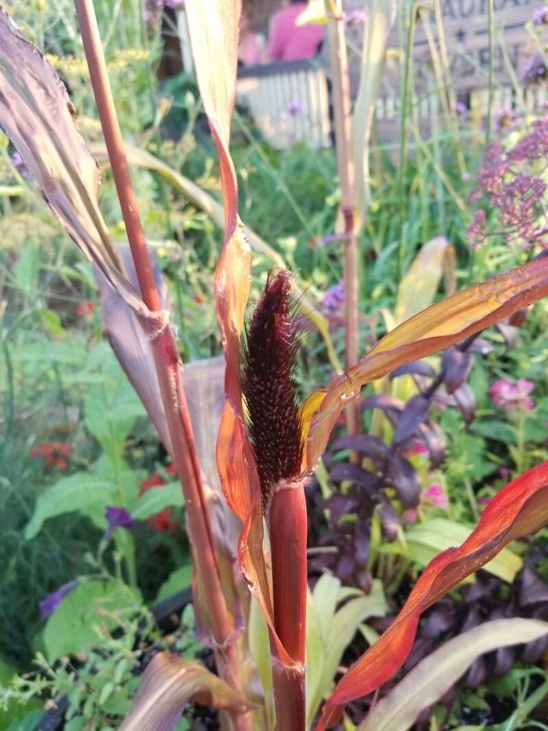 Pennisetum glaucum fruit