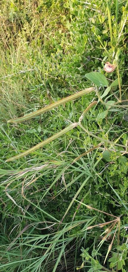 Vigna vexillata fruit