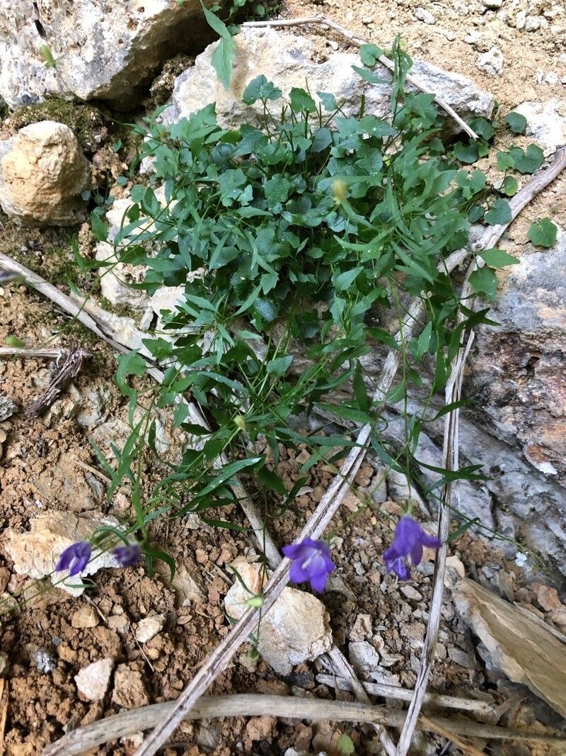 Campanula justiniana — houseplant care guide