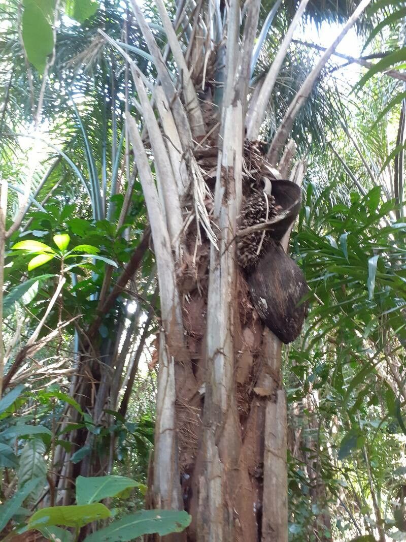 Raphia australis fruit