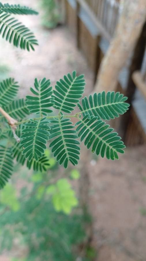 Senegalia senegal — search result for 'Oman'