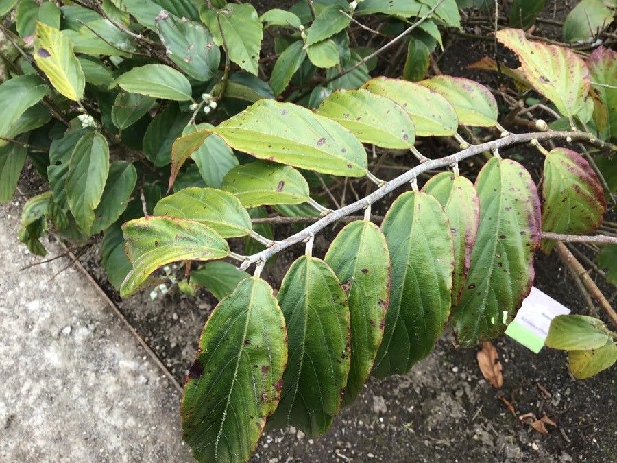Rubus acuminatus leaf
