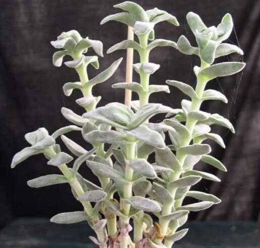 Crassula obovata habit