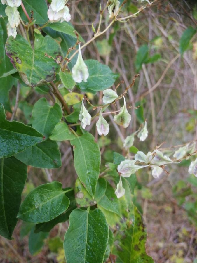 Fallopia baldschuanica fruit