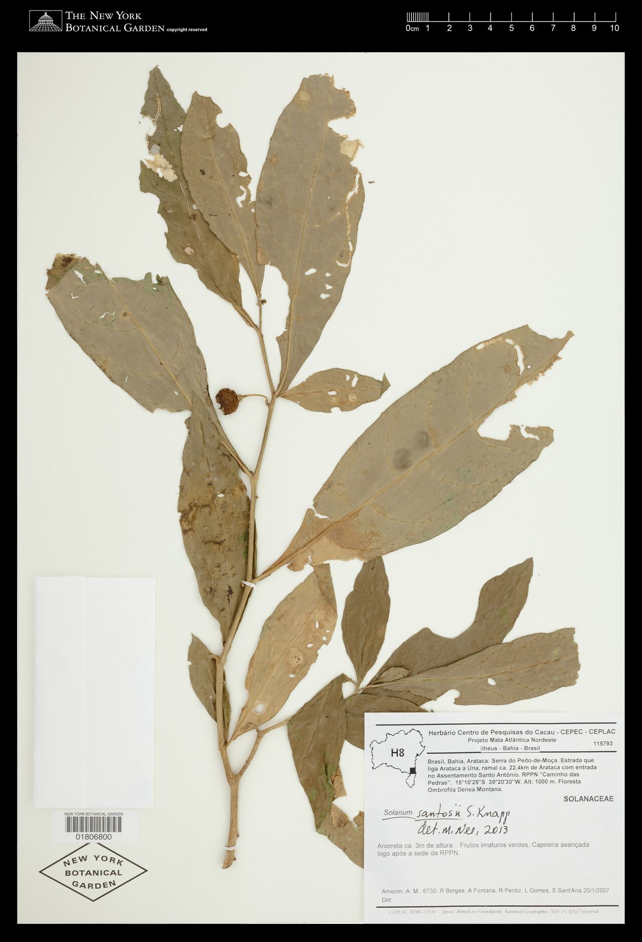 Solanum santosii — houseplant care guide